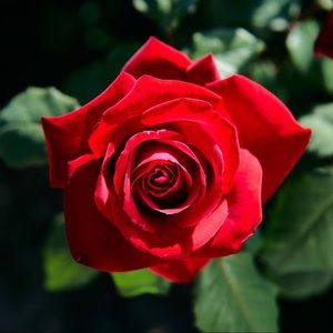 Meet your Posher, Candy